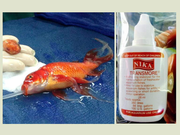 Chuẩn bị thuốc mê tốt để quá trình gây mê cá diễn ra thuận lợi